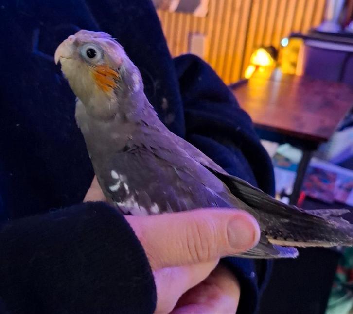 Te reserveren nog 1 super tamme valkparkiet man, Dieren en Toebehoren, Vogels | Parkieten en Papegaaien, Parkiet, Mannelijk, Tam