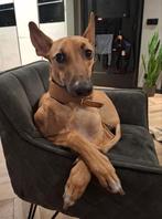 TOMMY PODENCO HOND prachtige hond.. Spaanse windhond.., Dieren en Toebehoren, Particulier, Rabiës (hondsdolheid), 15 weken tot 1 jaar