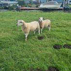 dekrammen, Dieren en Toebehoren, Schapen, Geiten en Varkens, Mannelijk, Schaap