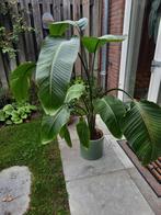 Strelitzia Nicolai - Paradijsvogelplant 135cm, Huis en Inrichting, Kamerplanten, Ophalen