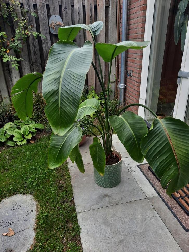 Strelitzia Nicolai - Paradijsvogelplant 135cm, Huis en Inrichting, Kamerplanten, Ophalen