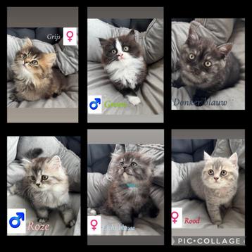Britse korthaar en langhaar kittens mogen het nest verlaten beschikbaar voor biedingen
