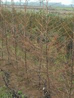 Te Koop larix  kaempferii, Bloeit niet, Overige soorten, Minder dan 100 cm, Ophalen