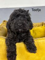 Labradoodle mini pups, Nederland, Overige rassen, 8 tot 15 weken, Meerdere