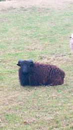 Quessant rammetje, Dieren en Toebehoren, Mannelijk, Schaap