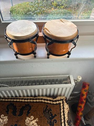 Bongo's beschikbaar voor biedingen