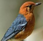 TE KOOP: Kweekkoppel Damalijsters, Meerdere dieren, Tropenvogel, Geringd