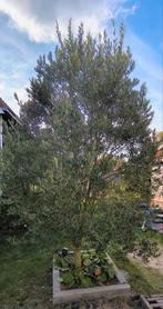 Olijfboom 3m , moet weg!, Volle zon, Bloeit niet, Ophalen of Verzenden, 100 tot 250 cm