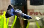 Blue Moscow guppen! Per paar €5,95, Dieren en Toebehoren, Vissen | Aquariumvissen