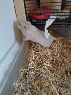 Mannetjes gerbil aangeboden, Augustus, Mannelijk, Overige typen