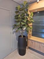 Huis / winkel / bedrijfs planten, Ophalen of Verzenden, Overige soorten, In pot, 150 tot 200 cm