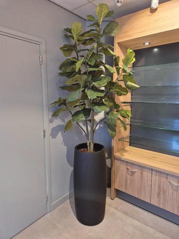 Huis / winkel / bedrijfs planten beschikbaar voor biedingen