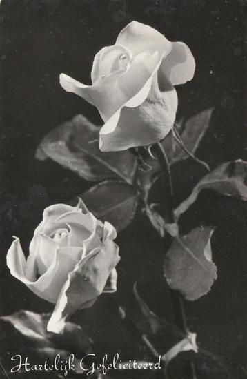 ROOS ROZEN UIT JAREN 50 ZEER MOOIE OUDE KAART KJ398 beschikbaar voor biedingen