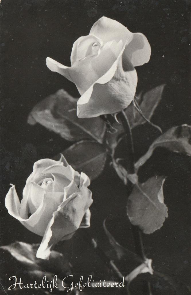 ROOS ROZEN UIT JAREN 50 ZEER MOOIE OUDE KAART KJ398, Verzamelen, Ansichtkaarten | Themakaarten, Gelopen, 1940 tot 1960, Overige thema's