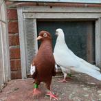 Hoogvliegers, Meerdere dieren