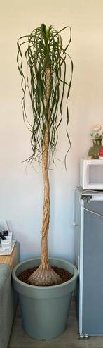 Olifantplant, Huis en Inrichting, Kamerplanten, Ophalen, 200 cm of meer, Overige soorten, In pot
