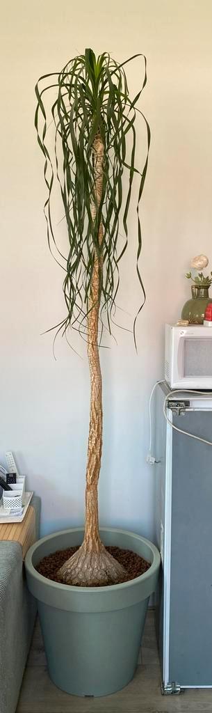 Olifantplant, Huis en Inrichting, Kamerplanten, Overige soorten, 200 cm of meer, Bloeiende kamerplant, In pot, Ophalen