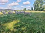 Dekrammen  en ooien  zwoegervrij, Vrouwelijk, Schaap