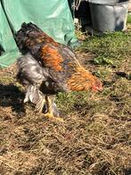 Hanen, kruising sussex, brahma, Dieren en Toebehoren, Mannelijk, Kip