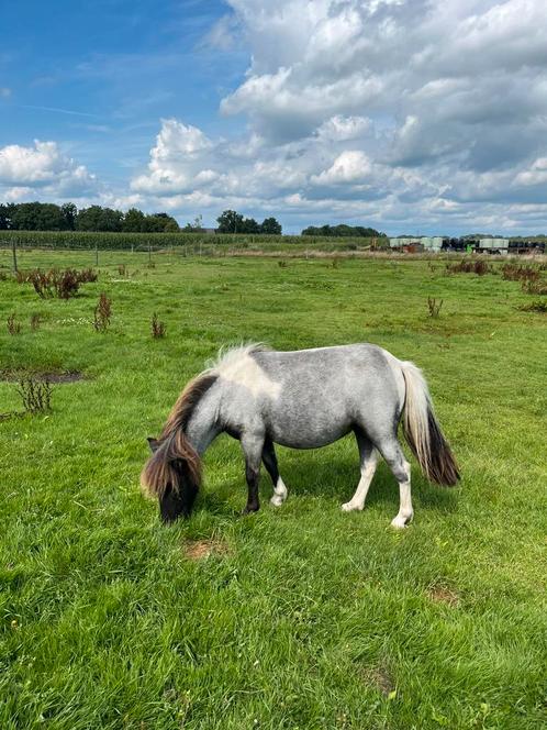 2 prachtig gekleurde jaarling merries, plaatjes🤩, Dieren en Toebehoren, Pony's, Merrie, Niet van toepassing, A pony (tot 1.17m)