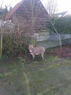 Te koop Amerikaanse mini merrie veulen van april 2025 met st, Dieren en Toebehoren, April, Vrouwelijk