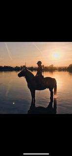 Weiland te koop/huur gezocht, Dieren en Toebehoren, Stalling en Weidegang, Weidegang, 4 paarden of pony's of meer
