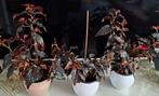 Begonia Arabian sunset planten, Ophalen, Overige soorten, Halfschaduw, In pot