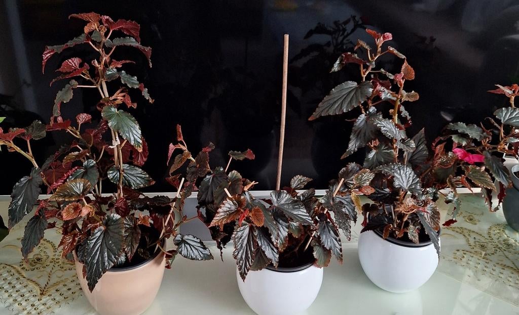 Begonia Arabian sunset planten, Huis en Inrichting, Kamerplanten, Overige soorten, Minder dan 100 cm, Bloeiende kamerplant, Halfschaduw