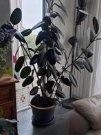 Ficus Elastica, Huis en Inrichting, Kamerplanten, Ficus, Minder dan 100 cm, Groene kamerplant, Halfschaduw