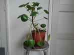 grote pannenkoekplant Pilea peperomioides kamer plant, Huis en Inrichting, Kamerplanten, Ophalen of Verzenden, Halfschaduw, Minder dan 100 cm