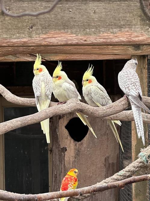 Valkparkieten koppels, Dieren en Toebehoren, Vogels | Parkieten en Papegaaien, Parkiet, Meerdere dieren