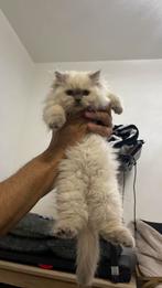 Prachtige ragdoll kitten