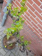 Prachtige druif op oude stam (vitis), Ophalen, In pot