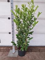 Laurier - Prunus, Haag, Laurier, Ophalen, 100 tot 250 cm