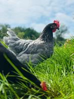 Bleu de Landes kalme robuuste grijze kip met een zwarte nek, Vrouwelijk, Kip