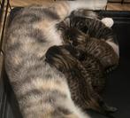 Kittens te koop!, Dieren en Toebehoren, Katten en Kittens | Overige Katten, Meerdere dieren