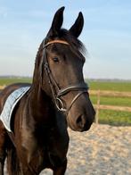 Mooi hoofdstel, Dieren en Toebehoren, Paarden en Pony's | Hoofdstellen en Tuigage, Ophalen of Verzenden, Zo goed als nieuw
