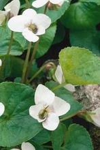 Bosviooltje 'Albiflora' (Viola sororia), Tuin en Terras, Planten | Tuinplanten, Vaste plant, Bodembedekkers, Ophalen of Verzenden
