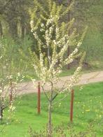 **ACTIE** Prunus avium, zoete kers, inheems, Tuin en Terras, Planten | Bomen, Ophalen of Verzenden, Lente, Volle zon, Bolboom