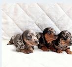 Dwergteckel puppy's, 8 tot 15 weken, Korthaar, Dwerg, Meerdere
