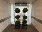 Cupressus trio bol terras plant, Ophalen of Verzenden, Minder dan 100 cm