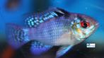 Mikrogeophagus ramirezi "Asia", Dieren en Toebehoren, Vissen | Aquariumvissen, Vis, Zoetwatervis