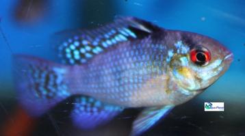 Mikrogeophagus ramirezi "Asia" beschikbaar voor biedingen