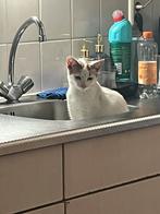 Katertje en een poesje van 22 weekjes oud🐾, Dieren en Toebehoren, Meerdere dieren