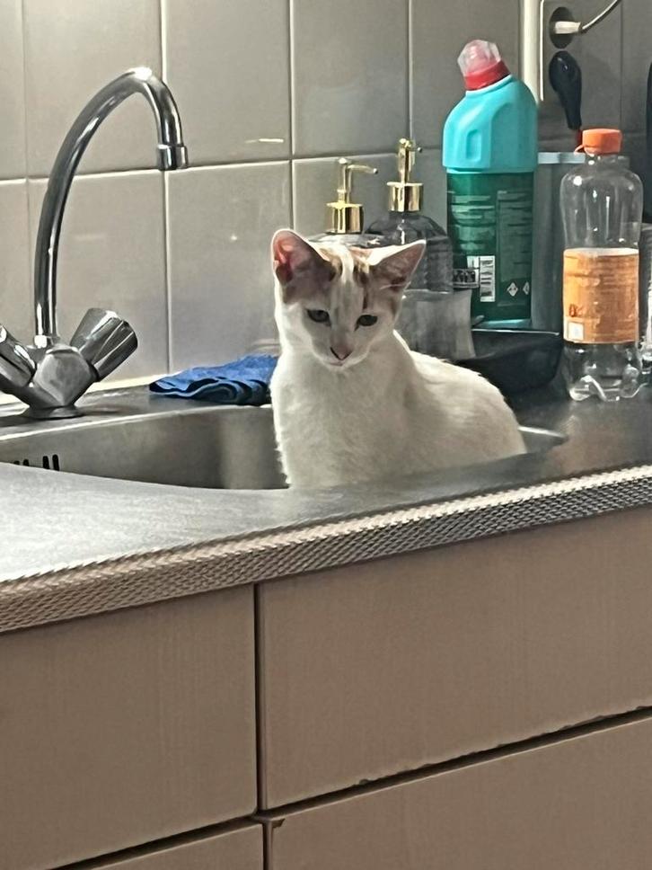 Katertje en een poesje van 22 weekjes oud🐾, Dieren en Toebehoren, Katten en Kittens | Overige Katten, Meerdere dieren