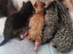 Lieve leuke kittens, Dieren en Toebehoren, Katten en Kittens | Overige Katten, Meerdere dieren, Kortharig, 0 tot 2 jaar