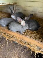 Vlaamse reus . Chinchilla kleur. Ram, Mannelijk, Groot, 0 tot 2 jaar