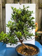 Azalea bonsai, Tuin en Terras, Planten | Bomen, Halfschaduw, Lente, Ophalen