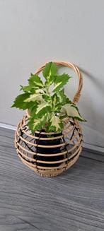 Kamerplant (Coleus) in windlicht. Origineel kado!, Huis en Inrichting, Kamerplanten, Ophalen, Halfschaduw, In pot, Minder dan 100 cm