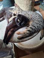Britse korthaar te koop, Dieren en Toebehoren, Katten en Kittens | Raskatten | Korthaar, Poes